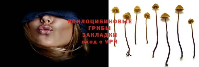 спайс Богданович