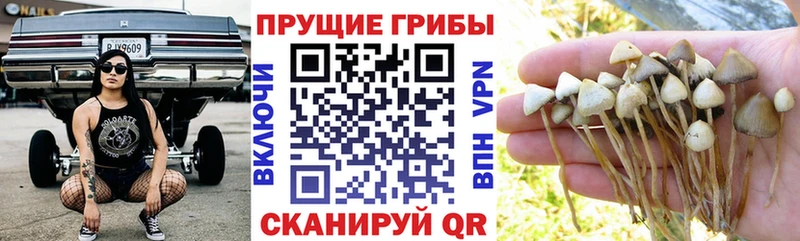 Галлюциногенные грибы мухоморы  Коммунар 